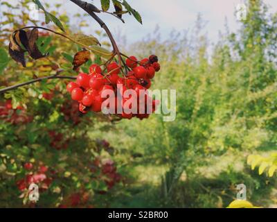 Rowan berries sur arbre en verger, Lancashire, England, UK Banque D'Images