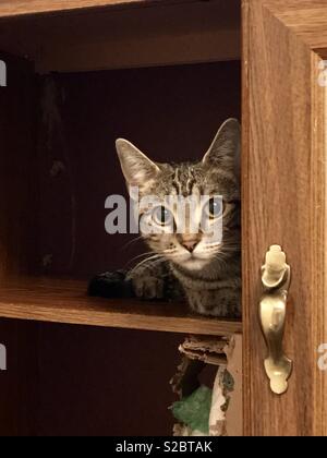 Portrait de la belle aux yeux d'or chat tabby shorthair domestique Banque D'Images