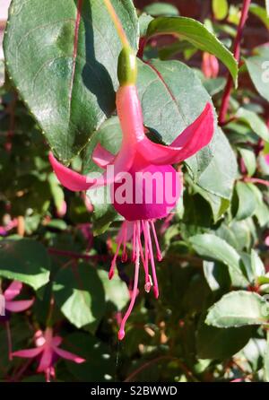 Fuchsia magellanica riccartonii fleur rose Banque D'Images