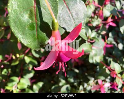 Fuchsia magellanica riccartonii fleur rose Banque D'Images