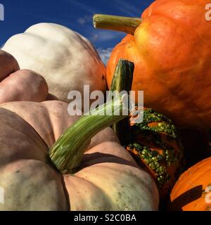 Citrouilles d'Halloween, Marana, Arizona, USA. Banque D'Images