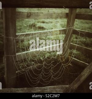 Couvert de Rosée spider's web sur la porte au champ. Banque D'Images