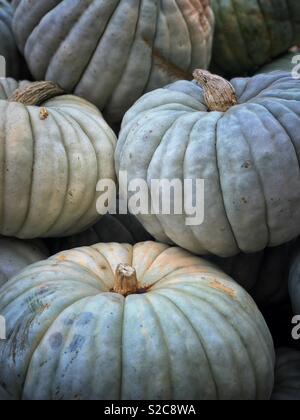 Pumpkins bleu à la Berkeley Bowl de Berkeley, en Californie. Banque D'Images