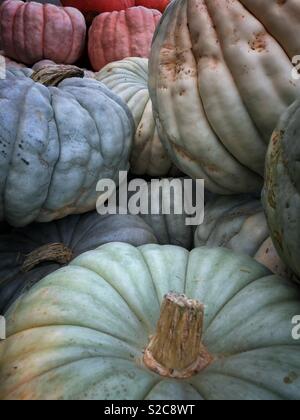 Les citrouilles à la Berkeley Bowl à Berkeley, Californie Banque D'Images