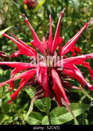 Monarda rouge fleur Squaw Banque D'Images