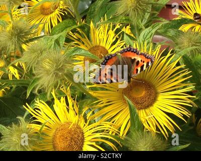 L'amiral rouge papillon sur fleurs jaunes. Banque D'Images