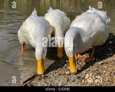 Des canards blancs avec trois faisceaux ensemble la recherche de nourriture Banque D'Images