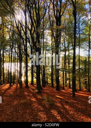 Feuilles d'automne sur la masse à Rivington dans le Lancashire Banque D'Images