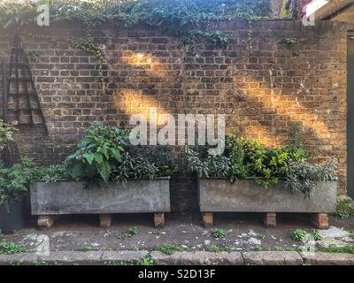 Metal rustique de style creux semoirs herbe en face de mur de briques avec la lumière du soleil de l'incliné Banque D'Images