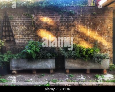 Des bacs d'herbe en métal rustique dans un style creux contre un mur avec la lumière du soleil de l'incliné Banque D'Images