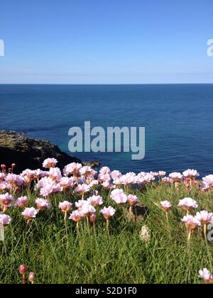 Fleurs roses de la mer sur la côte de Cornouailles Banque D'Images