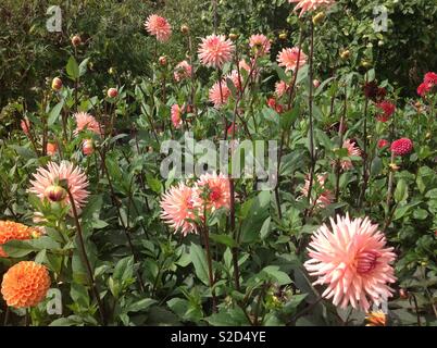 La préférence de cactus Dahlia semi rose croissant dans une affectation mixte double en Août Banque D'Images