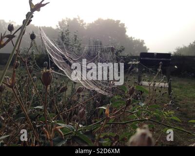 Araignée sur un plant de lavande sur un matin d'automne brumeux Banque D'Images