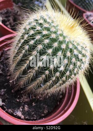 Cactus dans une serre Banque D'Images