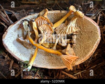 Blanches yellow foot chanterelle mushrooms. Banque D'Images