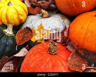 Une variété de citrouilles et courges d'hiver coloré gourdes entourées de feuilles mortes Banque D'Images