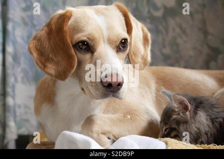 Mon chien et mon chat posant ensemble le dimanche. Banque D'Images