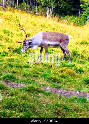 Le renne, Rangifer tarandus, Grövelsjön' Dalarna, Suède. Banque D'Images