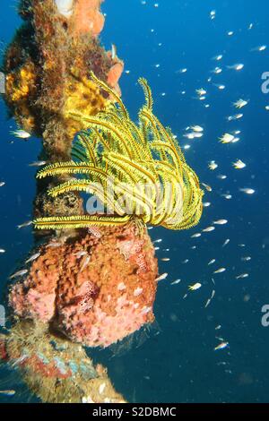 Crinoïde jaune sur une corde. Cebu Philippines Banque D'Images