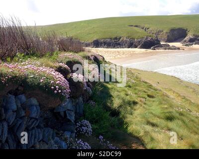 Le sentier du littoral donnant sur Polly Joke, prises au printemps, quand la mer Clover et rose sont en fleur. Blague de Porth, Cornwall Banque D'Images