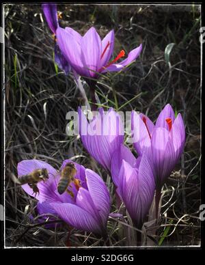 Les abeilles pollinisent le crocus safran (Crocus sativus), Catalogne, Espagne. Banque D'Images