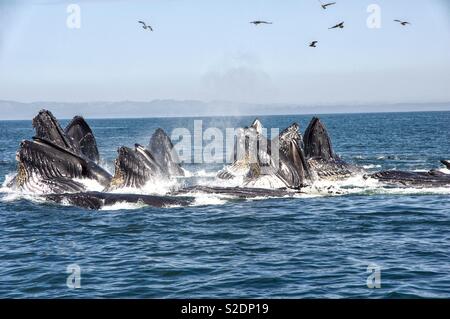 L'alimentation des baleines à bosse Banque D'Images