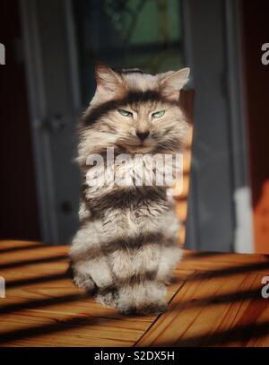 Portrait de longs cheveux gris chat domestique assis au soleil avec des ombres sur les stores à travers le corps et le visage Banque D'Images