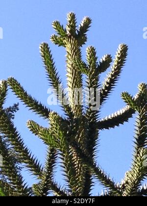 Arbre généalogique monkey puzzle contre un ciel bleu clair Banque D'Images