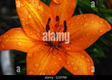 Nénuphar orange avec gouttelettes d'eau Banque D'Images