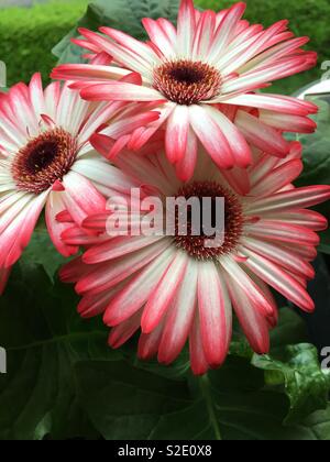 Un groupe de trois marguerites africaines (osteospermum) avec des fleurs roses et blanches Banque D'Images