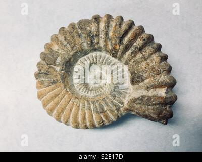 Ammonite fossile (Acanthocerus sp.) shell à partir de la période du crétacé (il y a 65 millions d'années) recueillies à Agadir, Maroc, l'Afrique sur un fond blanc. Banque D'Images