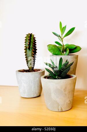Cactus et plantes grasses en pots en béton Banque D'Images