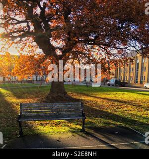 La lumière du soleil bas à l'automne chêne avec banc vide Banque D'Images