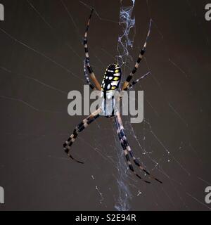 Golden silk-orb weaver spider femelle (Nephila clavipes). Aussi connu comme une banane ou araignée araignée bois géant. Banque D'Images