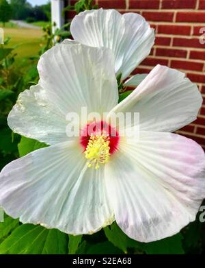 Hibiscus blanc Banque D'Images