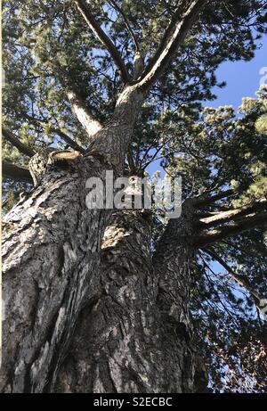 L'arbre de vie. Cône de pin arbre dans un jardin de campagne anglaise. Prises en Kenley. Banque D'Images