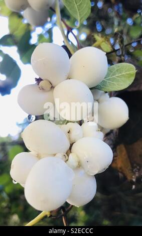 SYMPHORICARPOS ALBUS, blanc baies d'hiver dans un jardin de campagne anglaise. Prises en Kenley Banque D'Images