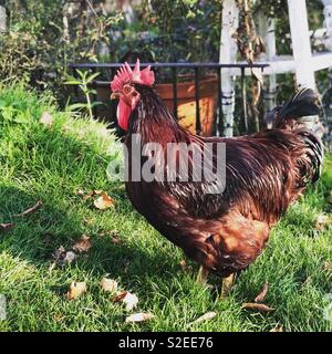 Coq Rhode Island Red dans le soleil Banque D'Images