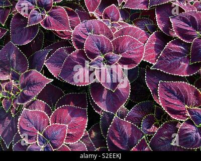 Image complète de belles plantes coleus violet lumineux tourné à partir de ci-dessus.