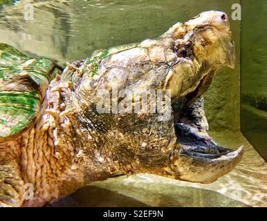 Tortue Alligator avec bouche grande ouverte et bec pointu Banque D'Images