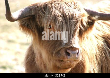 Aberdeen Angus Cow Banque D'Images