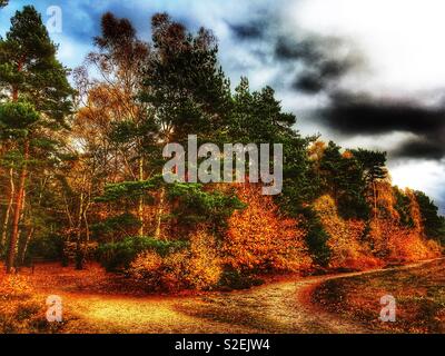 Couleurs d'automne, Sutton Heath, Suffolk, Angleterre. Banque D'Images