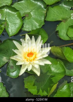 Fleur de Lotus jaune Banque D'Images