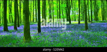 Vue d'une autre au printemps. Le célèbre et populaire Bluebell flowers (Hyacinthoides non-scripta) sont en pleine floraison. Un paysage emblématique. Photo © COLIN HOSKINS. Banque D'Images