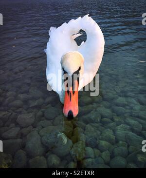 La colère du cygne muet. Banque D'Images