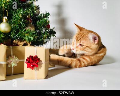 Ginger tabby cat kitten playing avec un cadeau de Noël sous l'arbre Banque D'Images