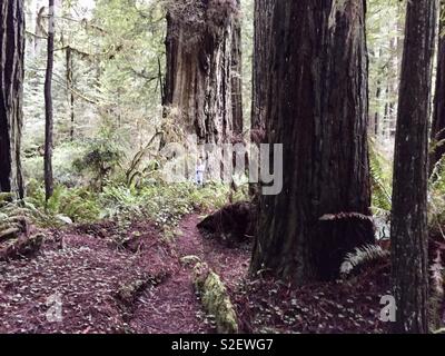 Redwood National Park Banque D'Images