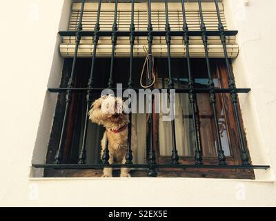 Petit chien brun debout à fenêtre avec chef piquer à travers les barres de cambrioleur en fer forgé en espagnol village street Banque D'Images