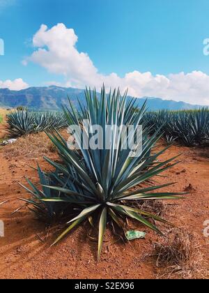 L'âme bleue de Jalisco. Agave tequilana) bleu (plantes dans les collines de l'État de Jalisco, Mexique. 31 Octobre 2017 Banque D'Images