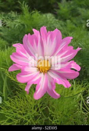 Fleur Cosmos Banque D'Images